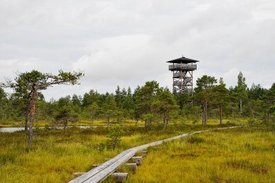 Voor het eerst broeden lepelaars op de Marker Wadden